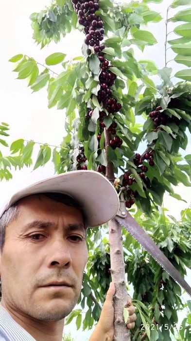 Сертификат берамиз кучатларга