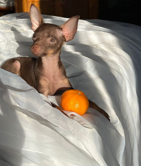 Кобели для вязки русского тоя