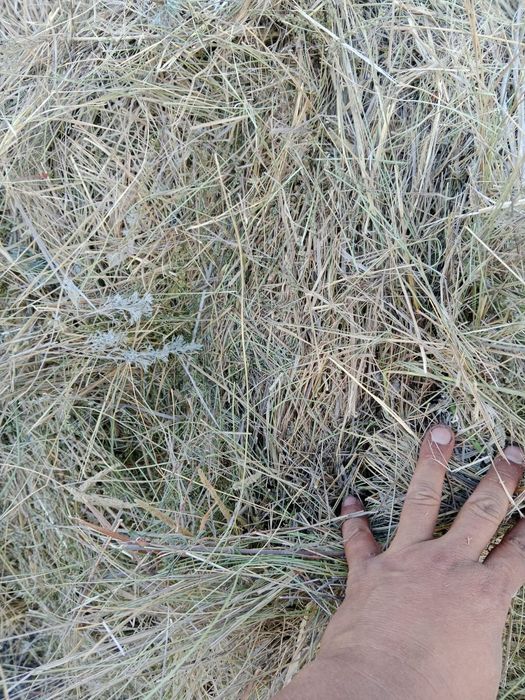 Сено в тюках и рулонах  с поля