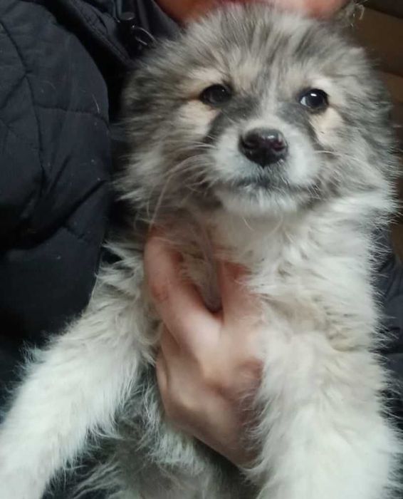 Щенки ищут дом..