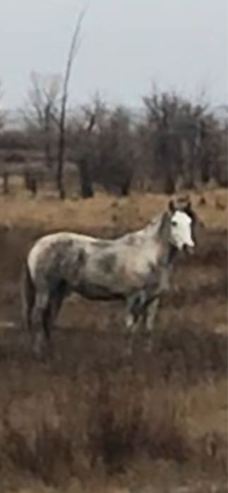 Полу тяж айғыр сатылады