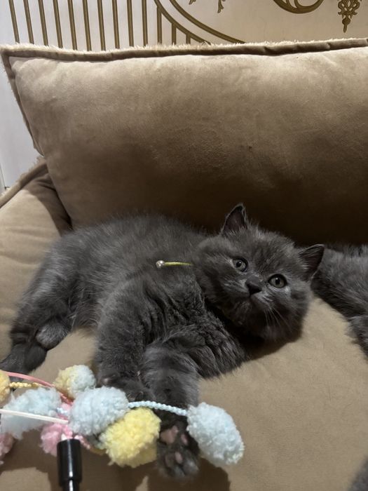 Продам вислоухих котят