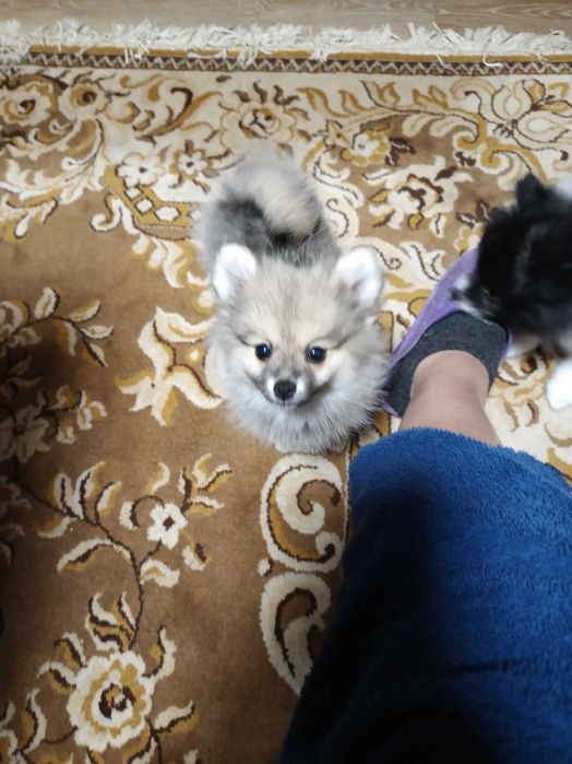 Продавам померан - шпиц