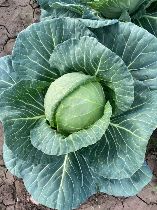 Капуста сатылады