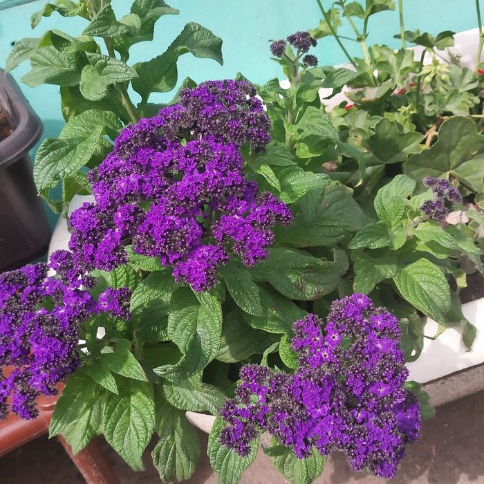 Продам гелеотроп