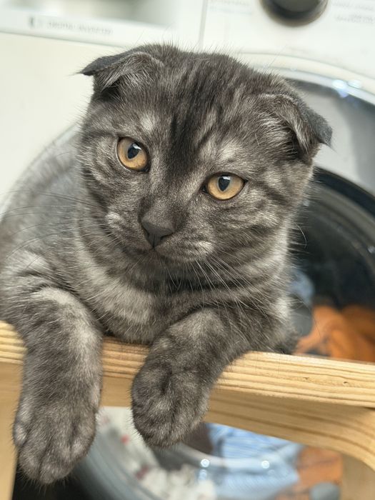 котик трехмесчная