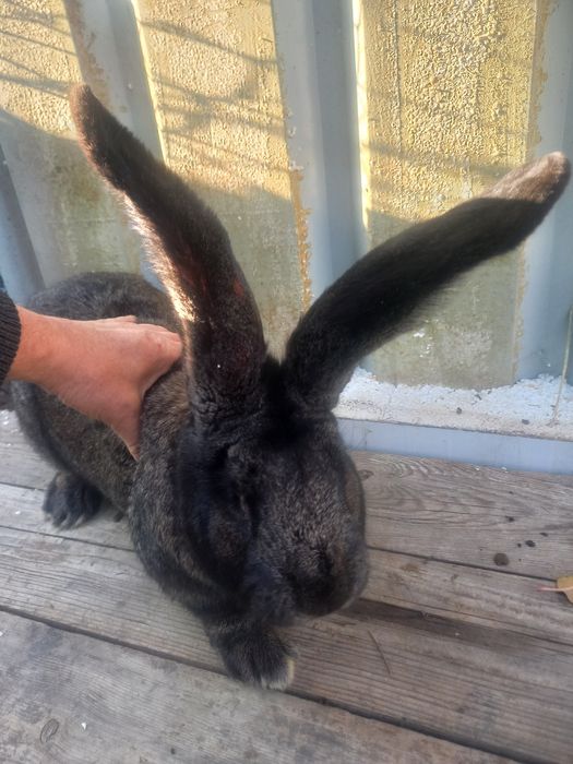 Кролики Фландер ...