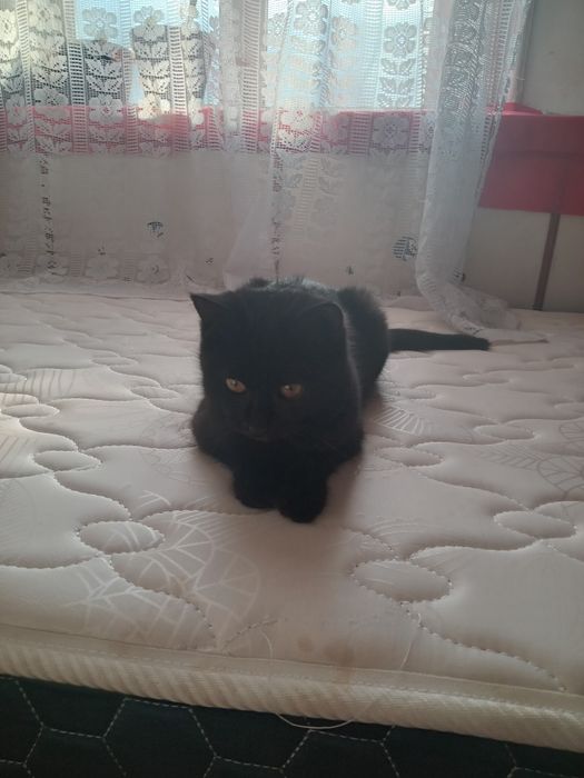 Отдам в добрые руки