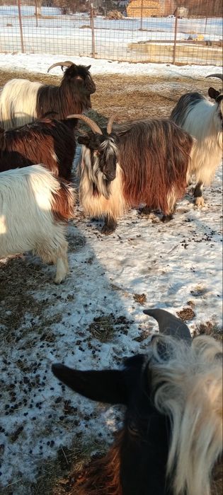 Capre tinere de vânzare.