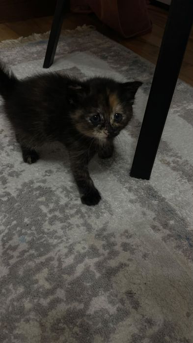 Отдам котят в хорошие руки