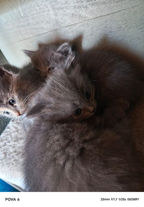 Отдам котят в добрые руки