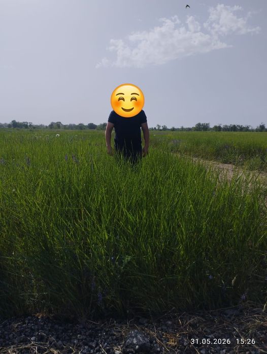 Шөп сатамын. Тюк сена