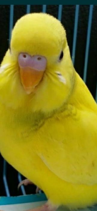 Попугай  молодые волнистые