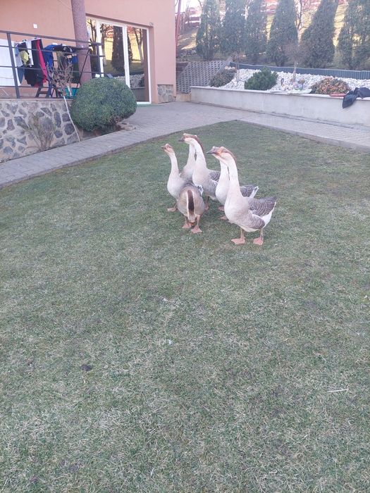 Gâște de vanzare 6 buc