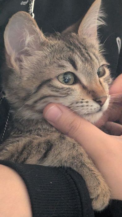 Котёнок 4 месяца, мальчик. Домашний  самостоятельный мальчик.