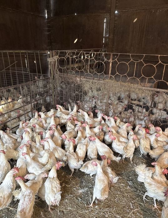 Продам курей , разных пород