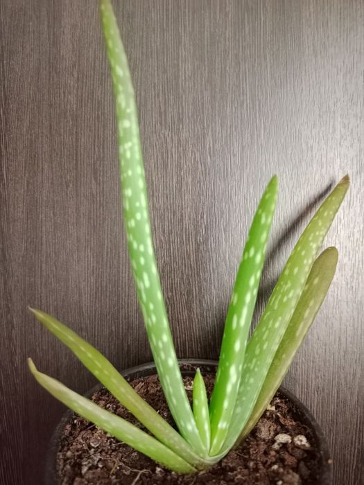 Коланхоэ, женское счастье, алоэ