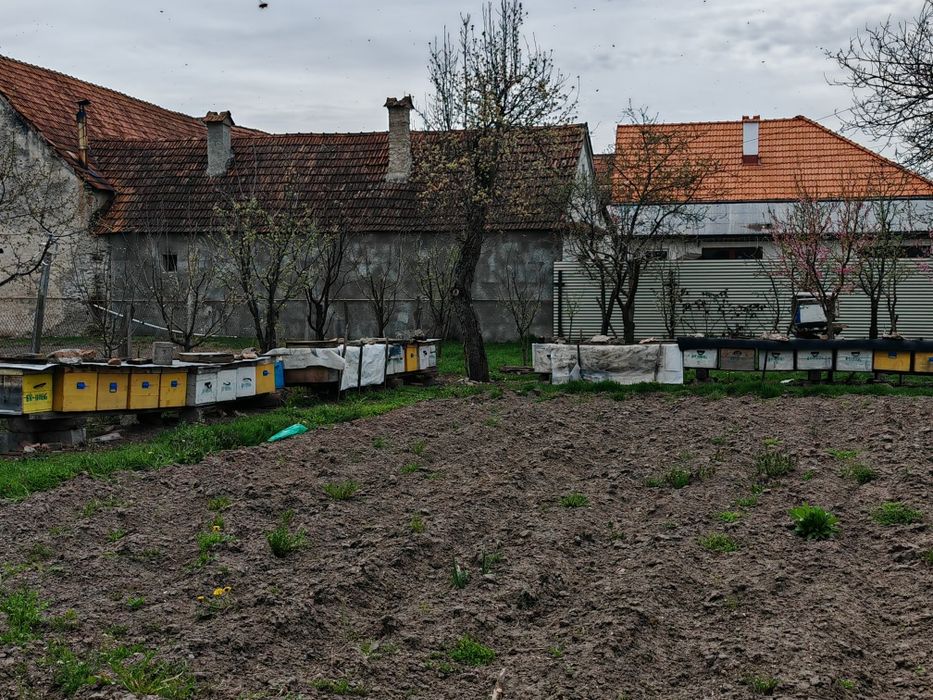 Vand stupi buni sub prețul pieței zona Făgăraș Rupea Brașov Sibiu