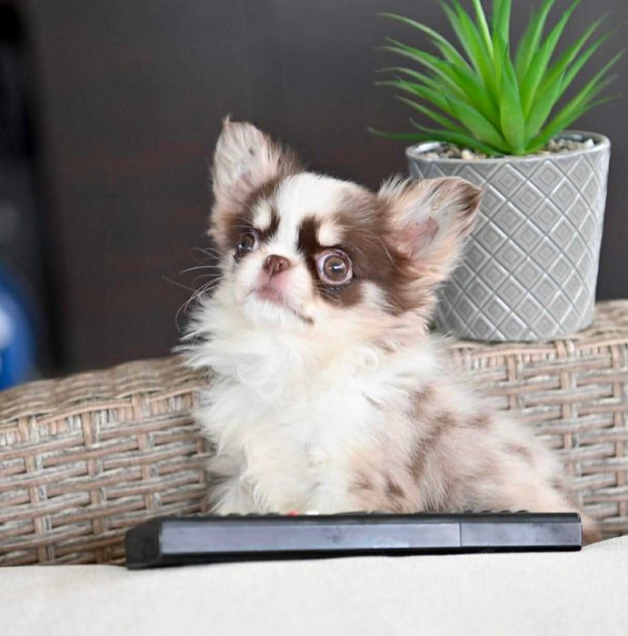 Женско дългокосместо миниатюрно чихуахуа шоколадово мерле