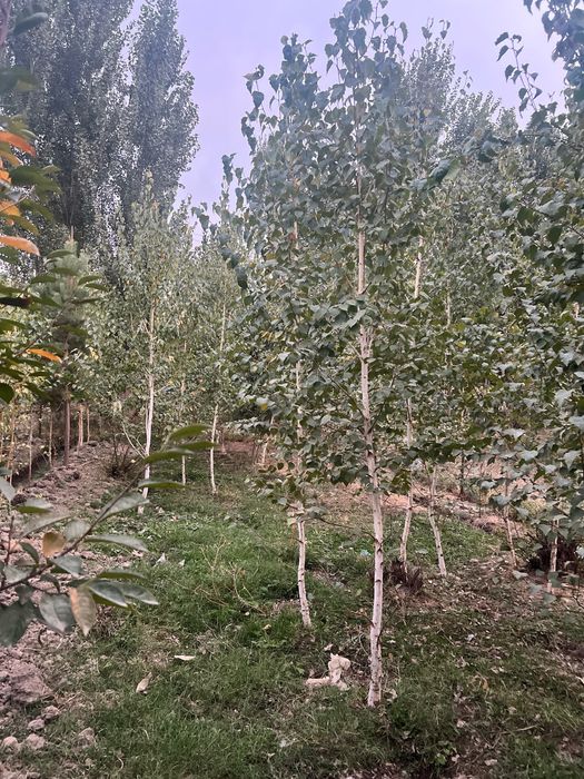 Арча ва манзарали дарахтлар берёза и голубая ель