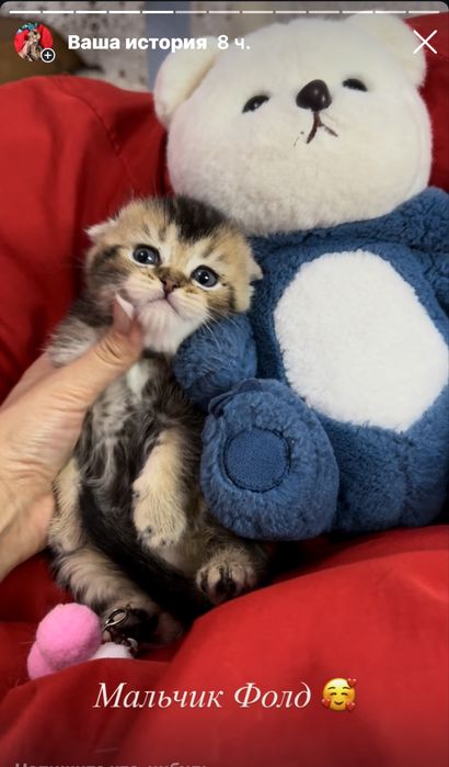 Шотландские Плюшевые соболя с документами