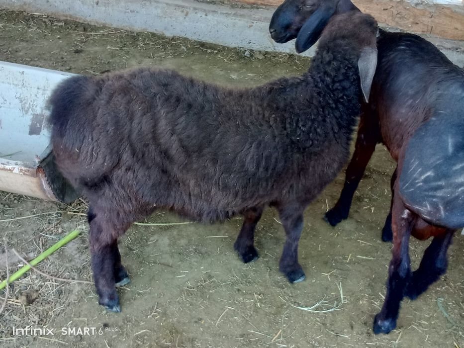 Gibrid qoʻzi sotiladi sogʻlom