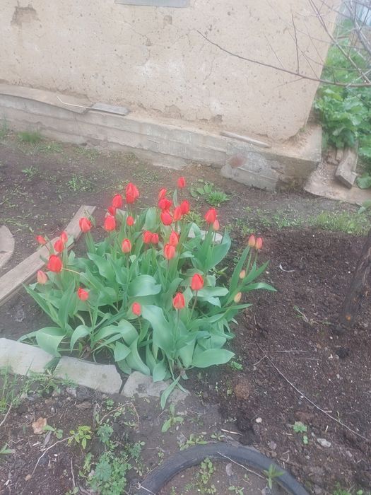 Продам рассаду малины