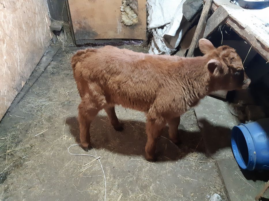 Продам телёнка, тёлочка