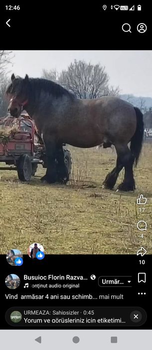 Vând armăsar sau schimb cu iapa