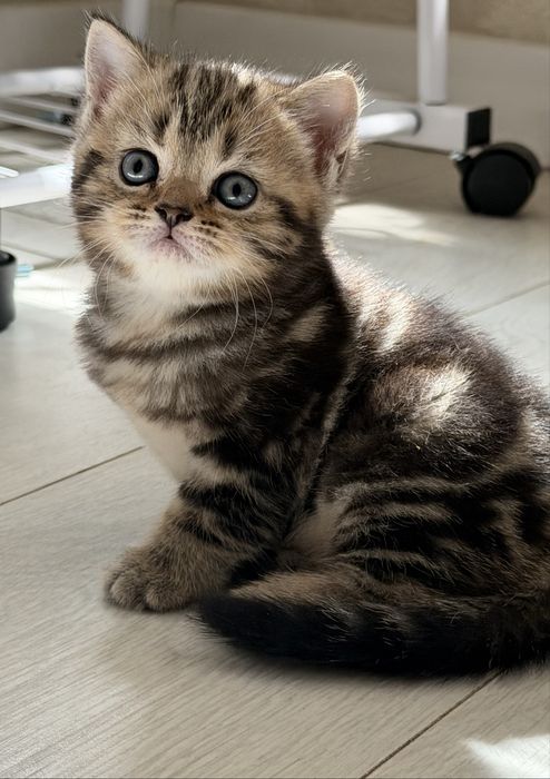 Продаются котята, есть 2 девочки золотистые с мраморным окрасом