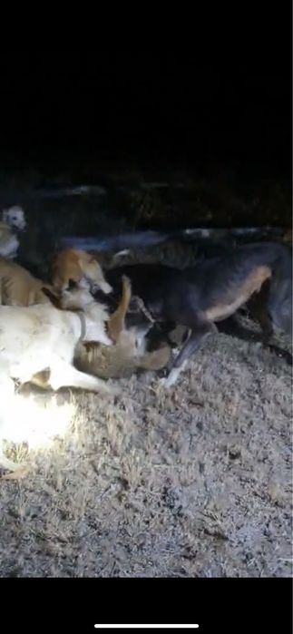 Тазы сатылады ауызданған