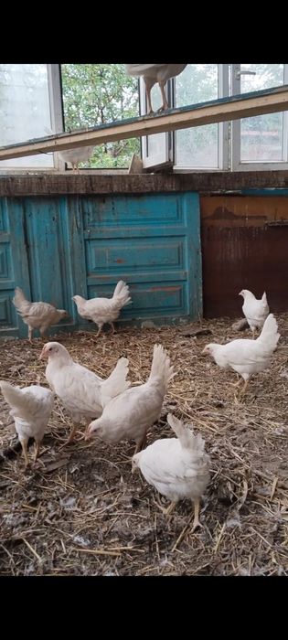 Продам кур леггорна и ломанбраун
