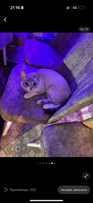 Кот возрост примерно 1год домашний