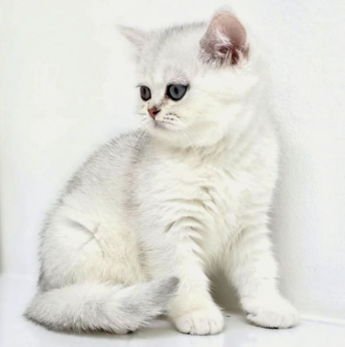 Котики и кошечки британские