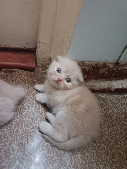 Multfilm porno videolar