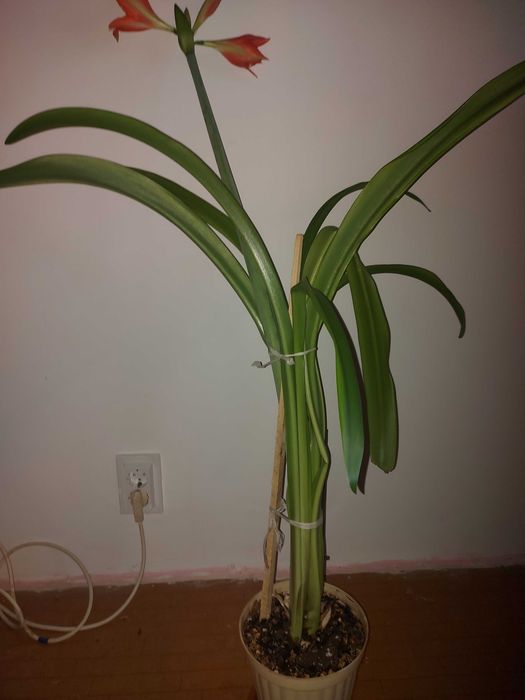 Crin portocaliu in ghiveci