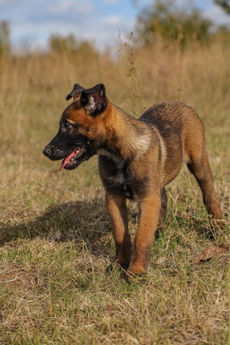 Femelă Belgian Malinois