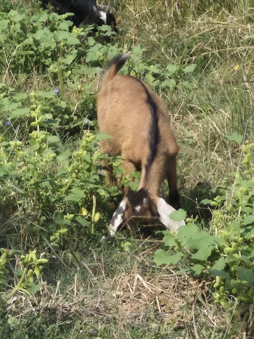 Vând capre anglo nubiane