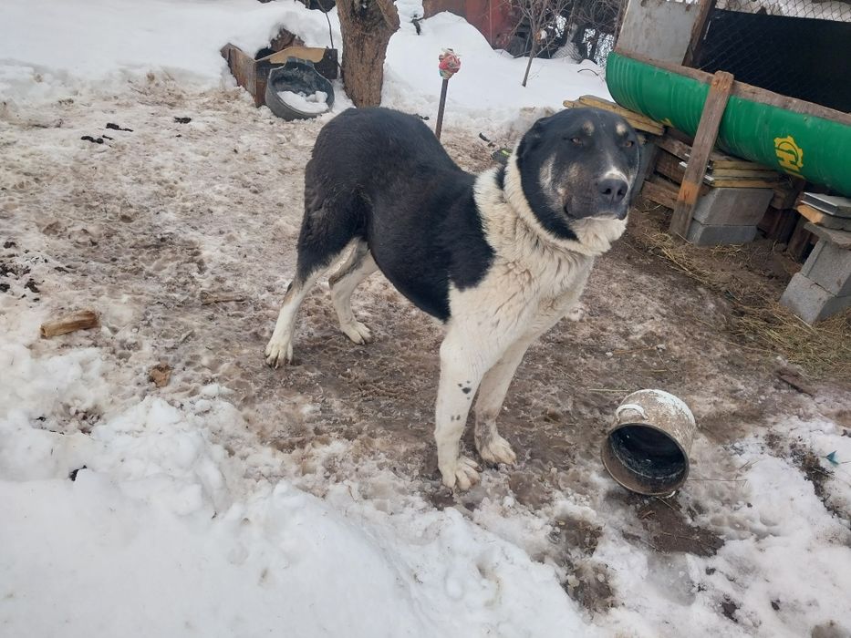 Продам полтора года