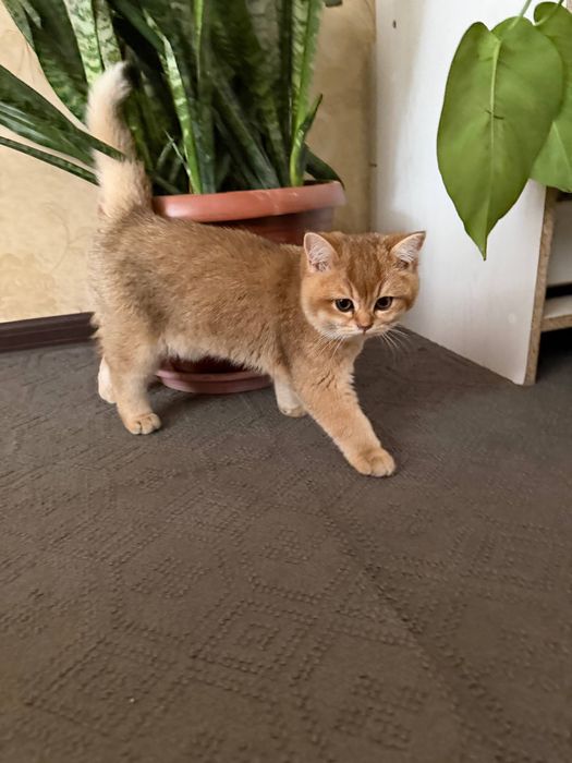 золотая шиншилла оргинал