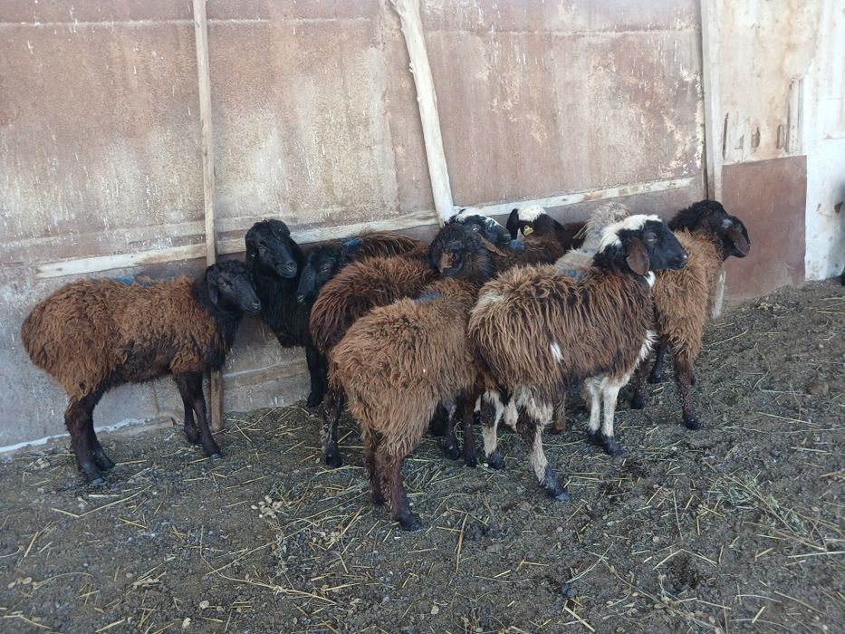 Тоқталар сатылады