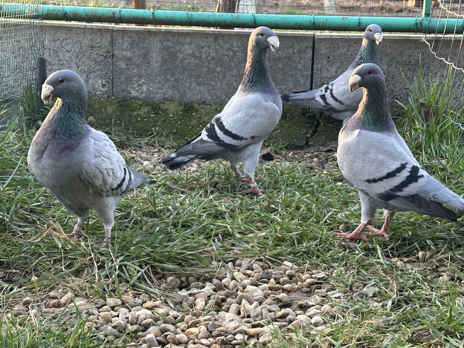 Porumbei voiajori Germani