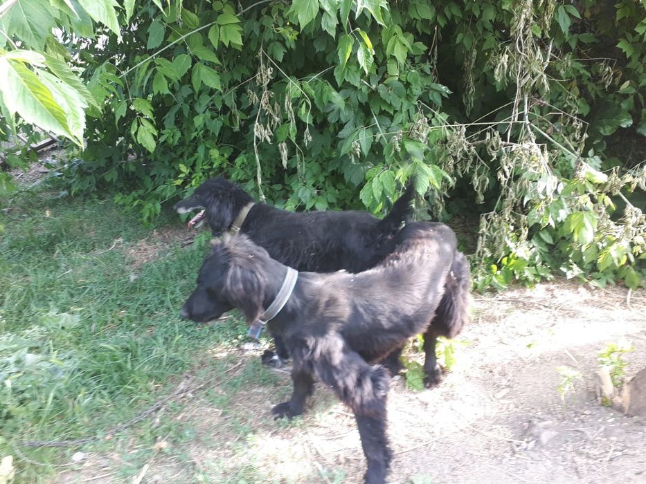 Продам ШЕНЬКОВ порода Тайған