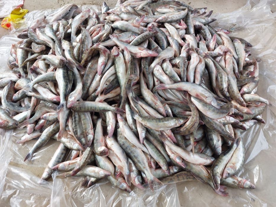 Көксерке (судак) сатылады