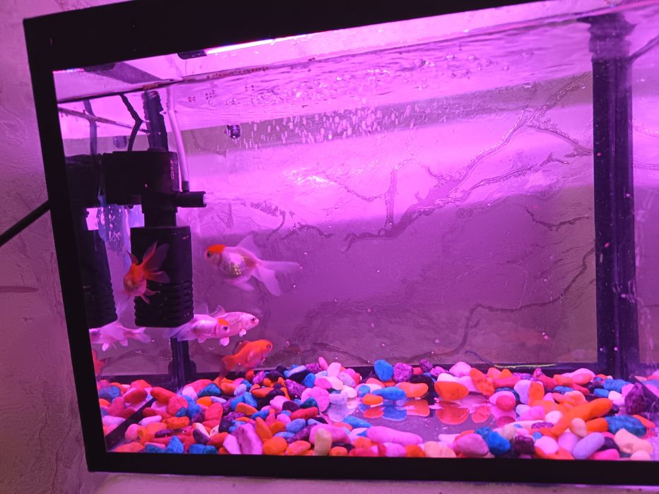 Akvarum 5ta baliq fitri blan