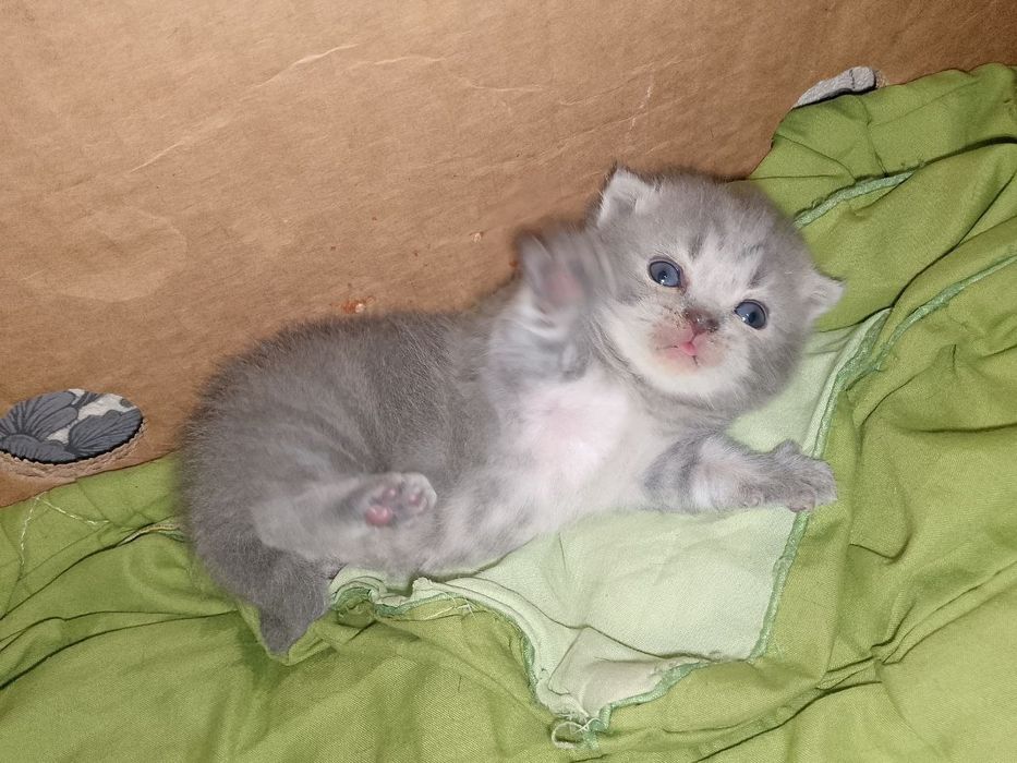 Skottish fold  qizchala