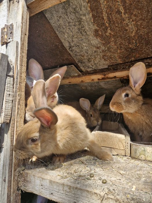 Vând iepuri  și masculi si femele