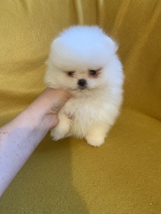 Померан мини померан