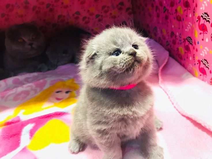 Шотландские котята