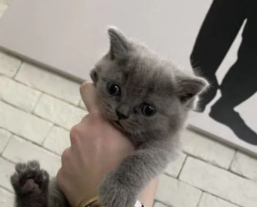 Британские котята,  девоки 1.5 мес